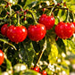 Illustration of round red wiri wiri peppers on a leafy branch—not a supplier-farm photograph.